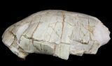 Bargain, Fossil Tortoise (Stylemys) - Nebraska #51319-2